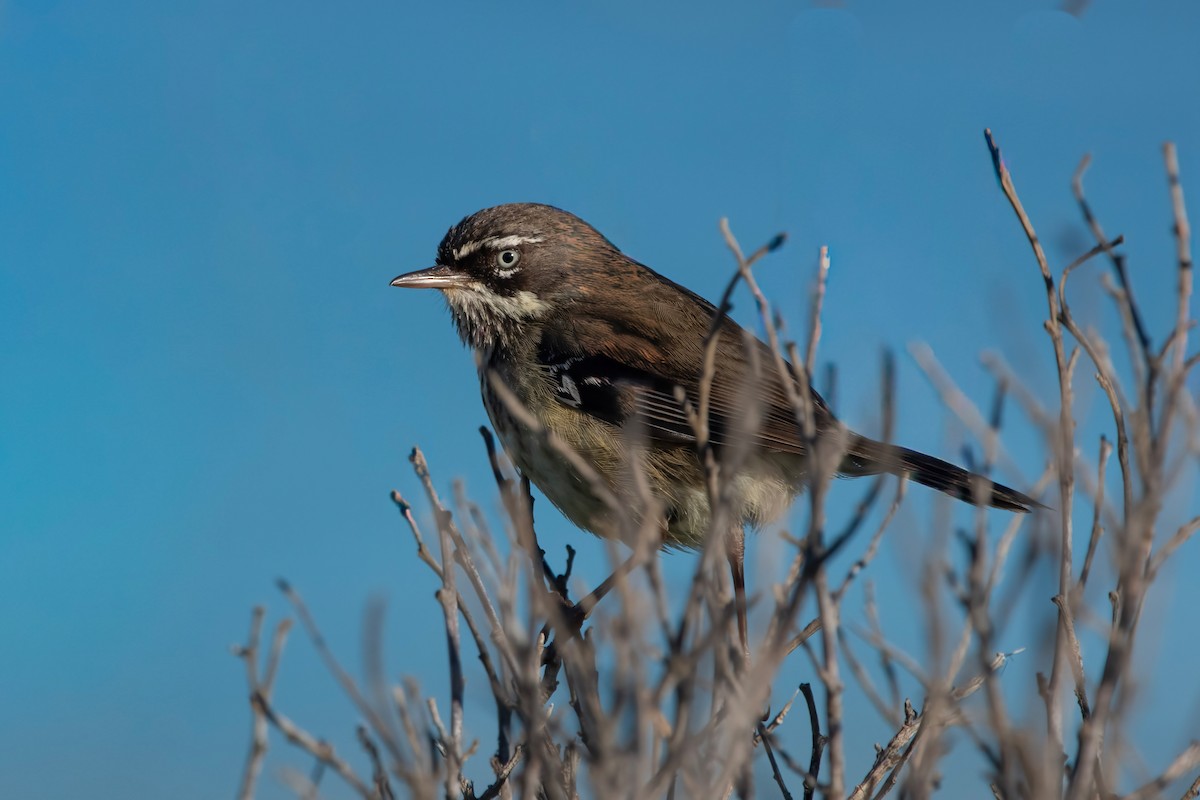 Spotted Scrubwren - ML645196619