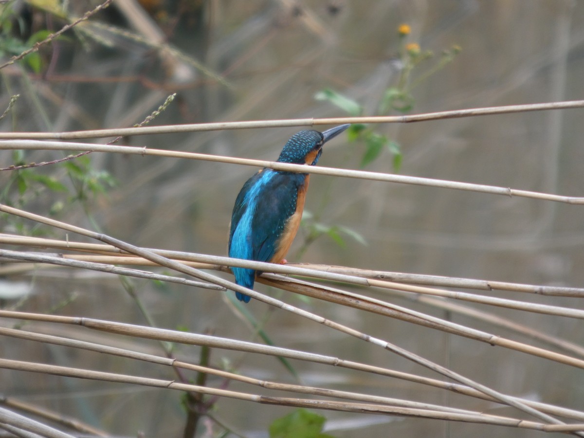 isfugl - ML645196621