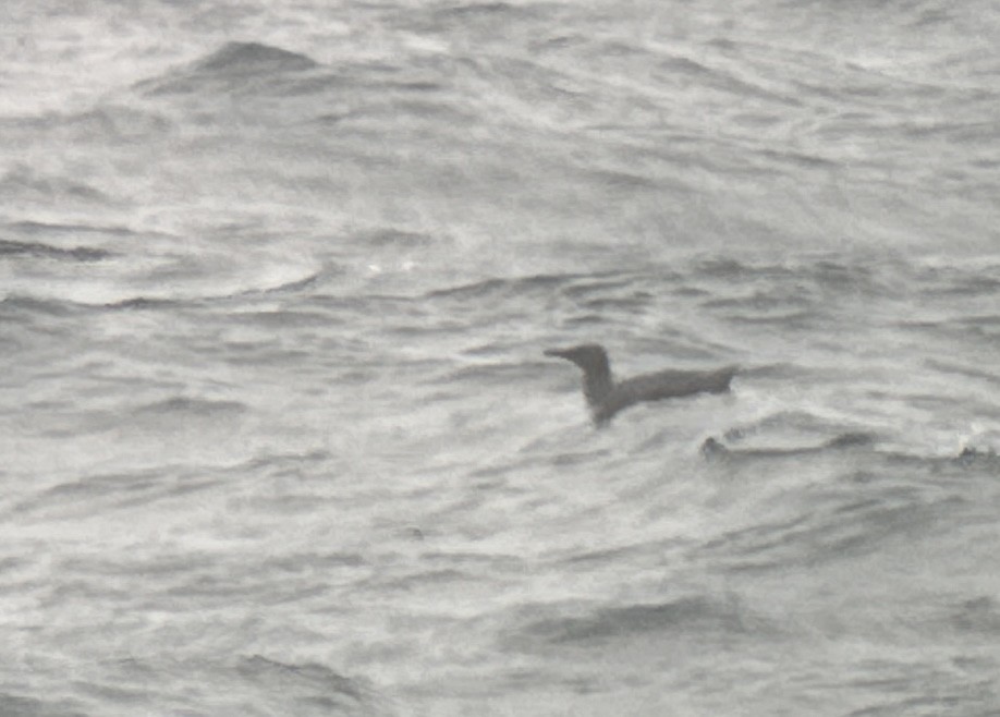 Trottellumme - ML645196622