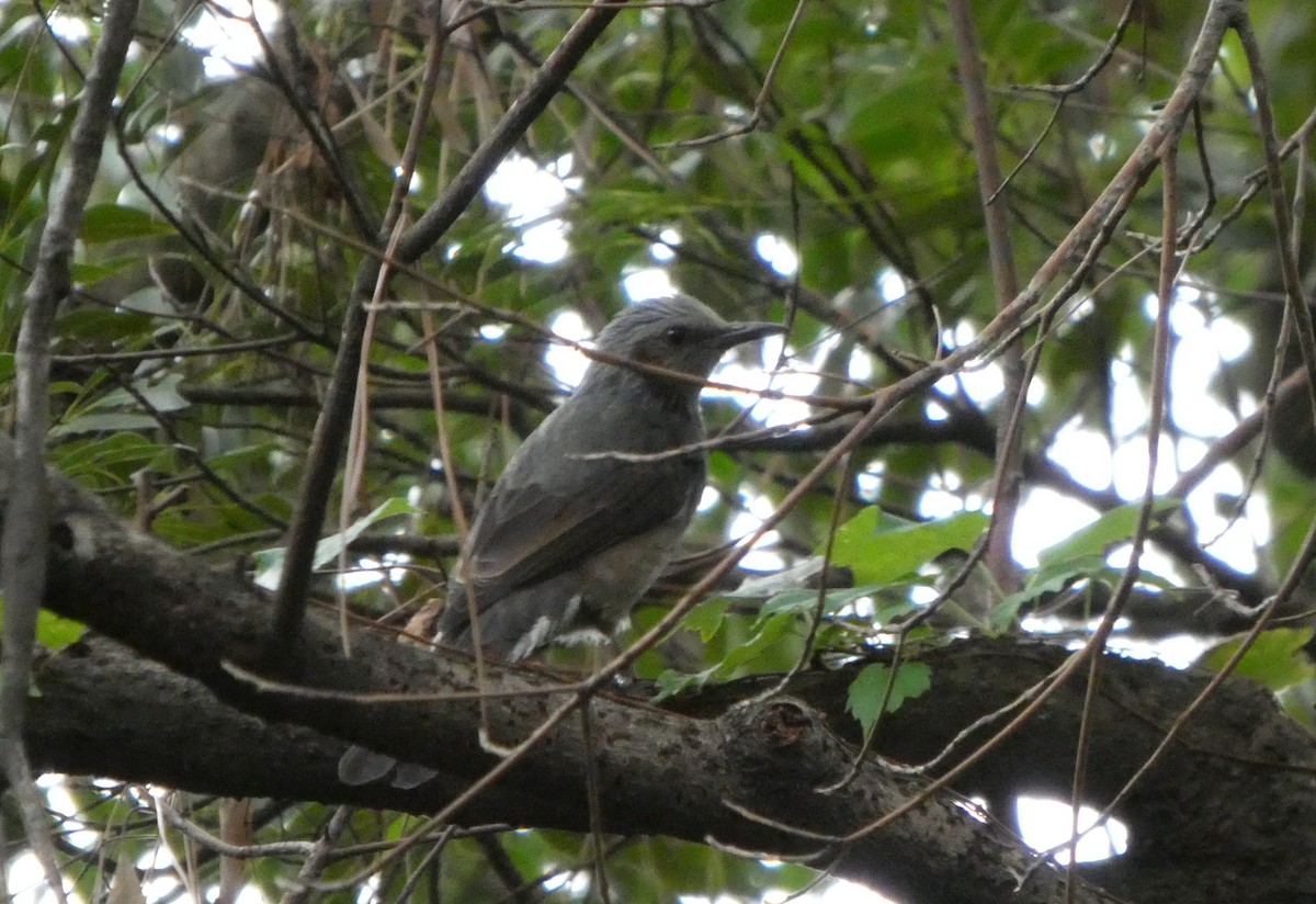 brunørebylbyl - ML645196623