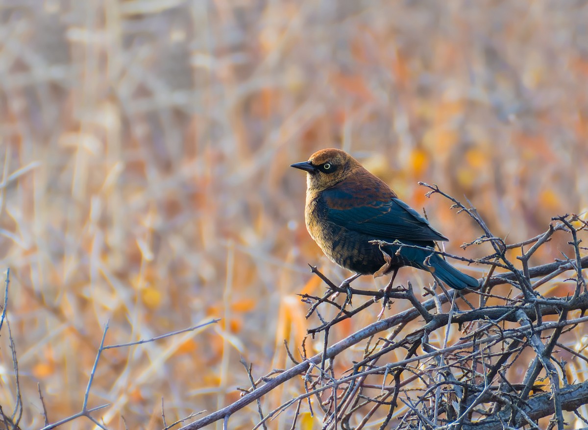 Rusty Blackbird - ML645196626