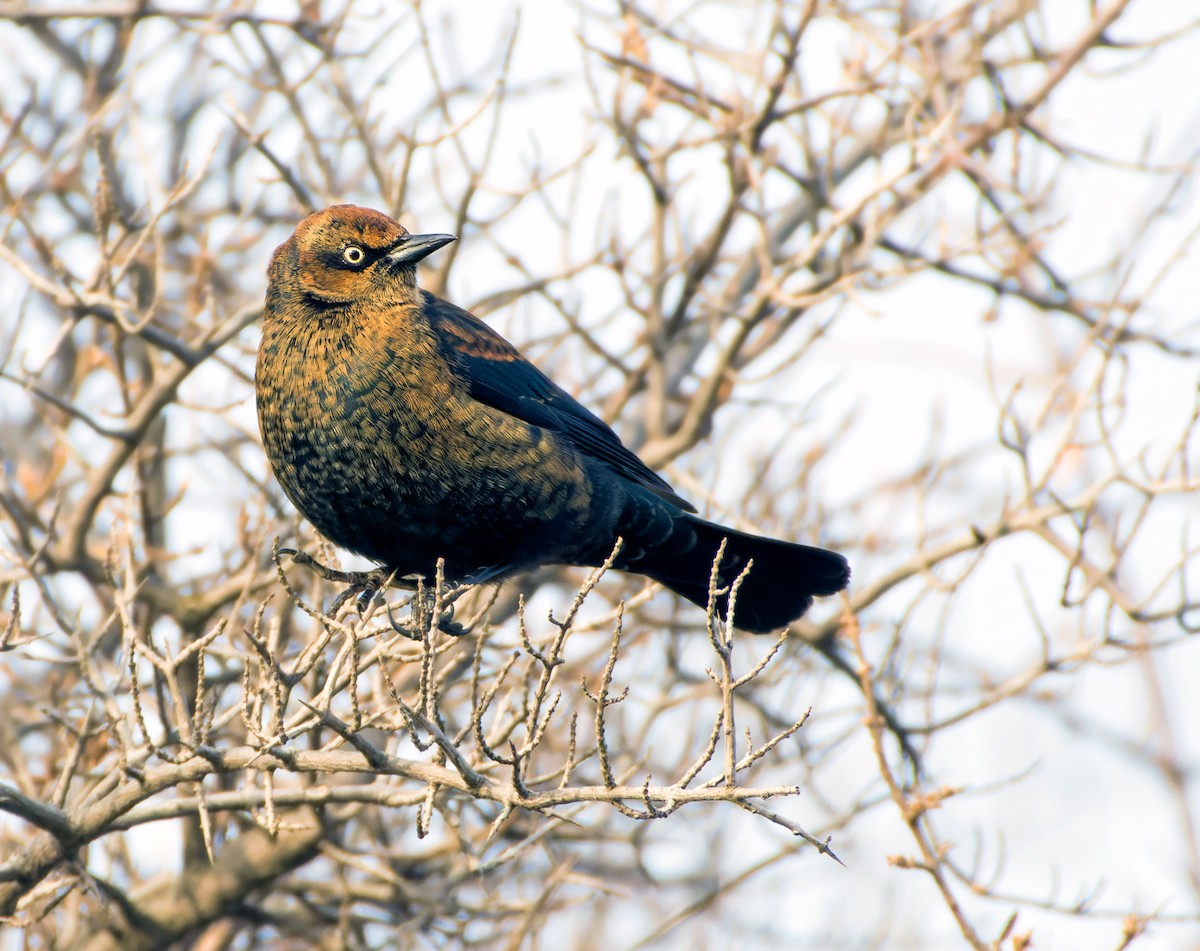 Rusty Blackbird - ML645196627