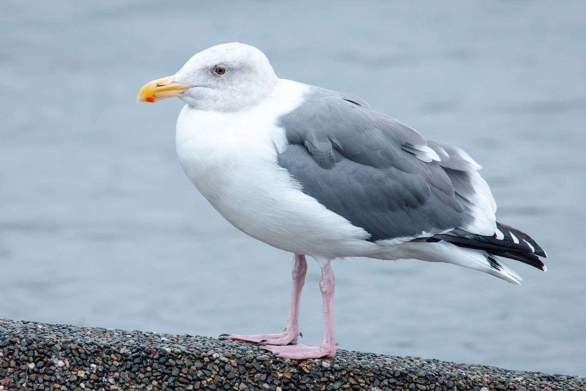 Western Gull - ML645196636