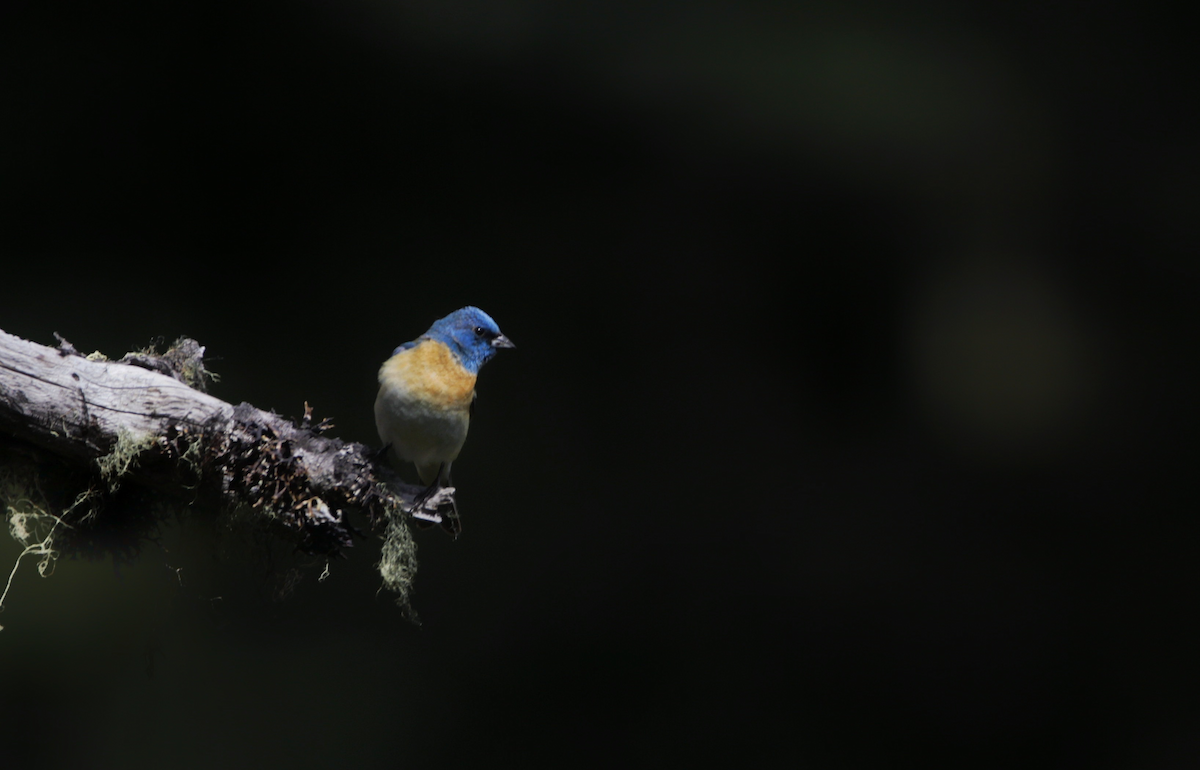 Lazuli Bunting - ML645196637