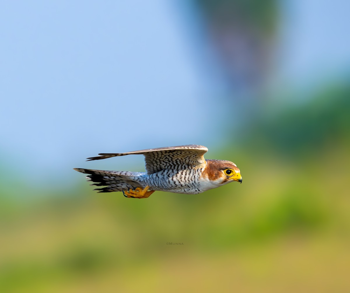 Red-necked Falcon - ML645196647