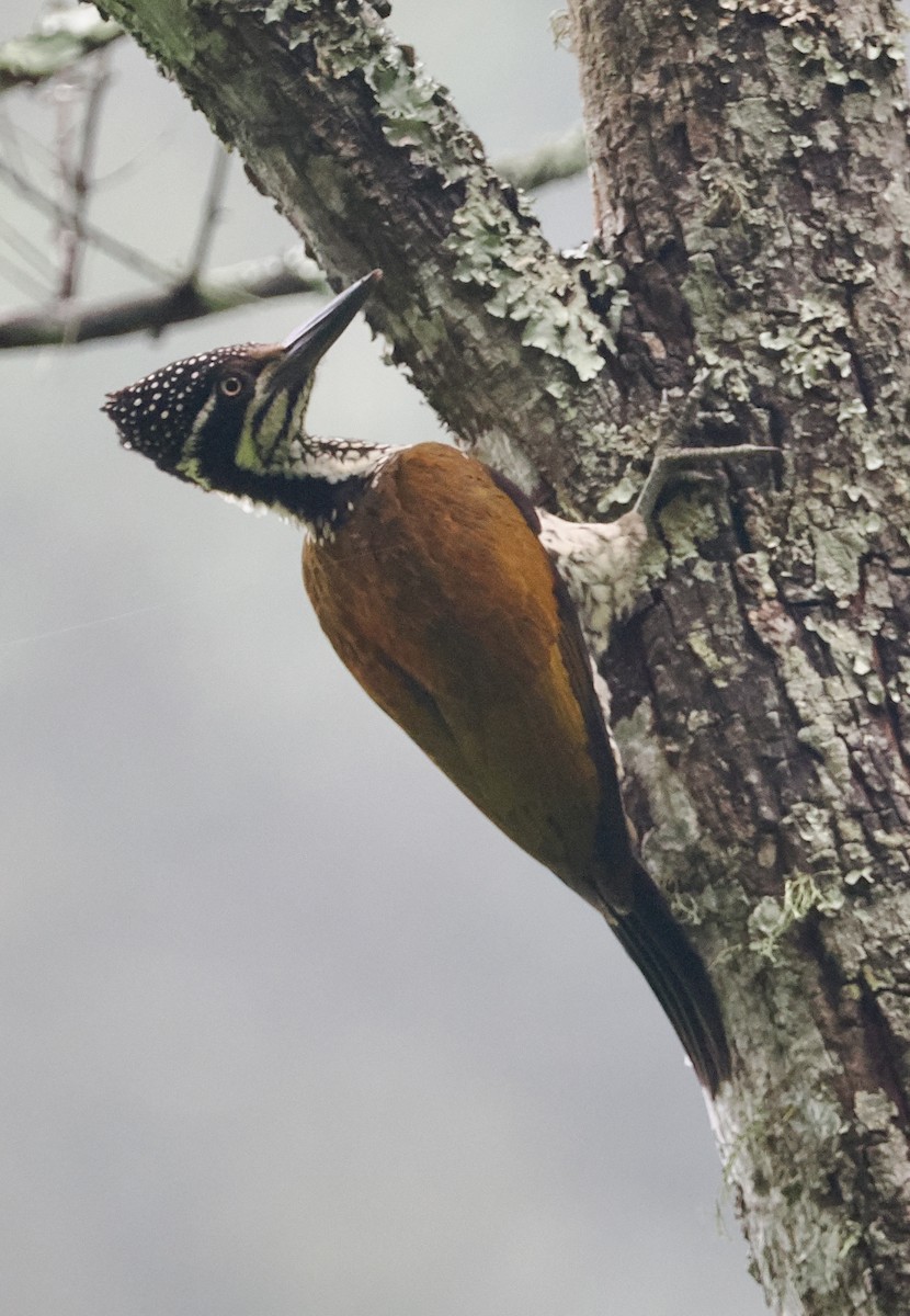 Malabar Flameback - ML645196649
