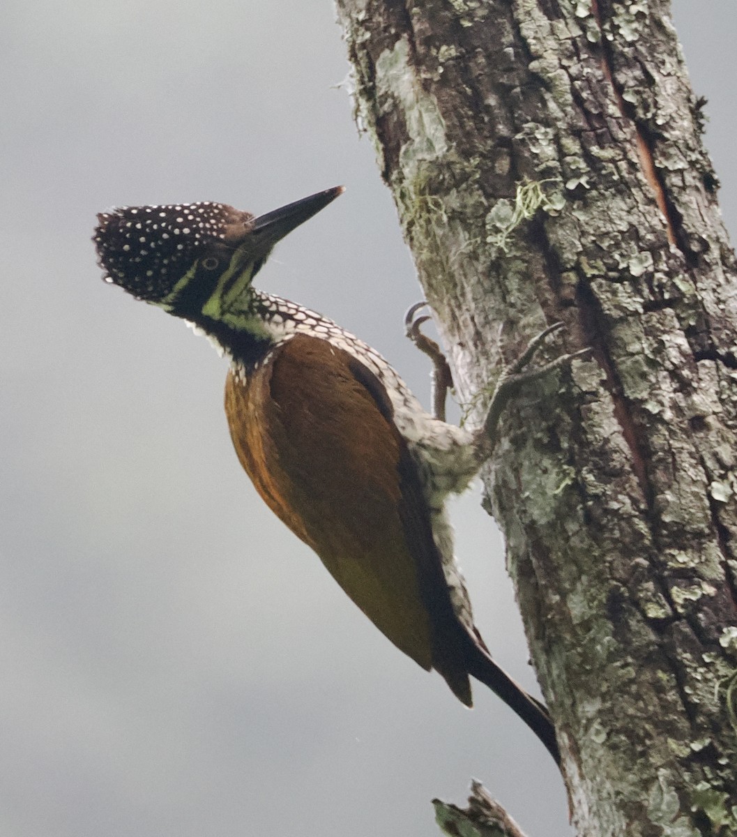 Malabar Flameback - ML645196650