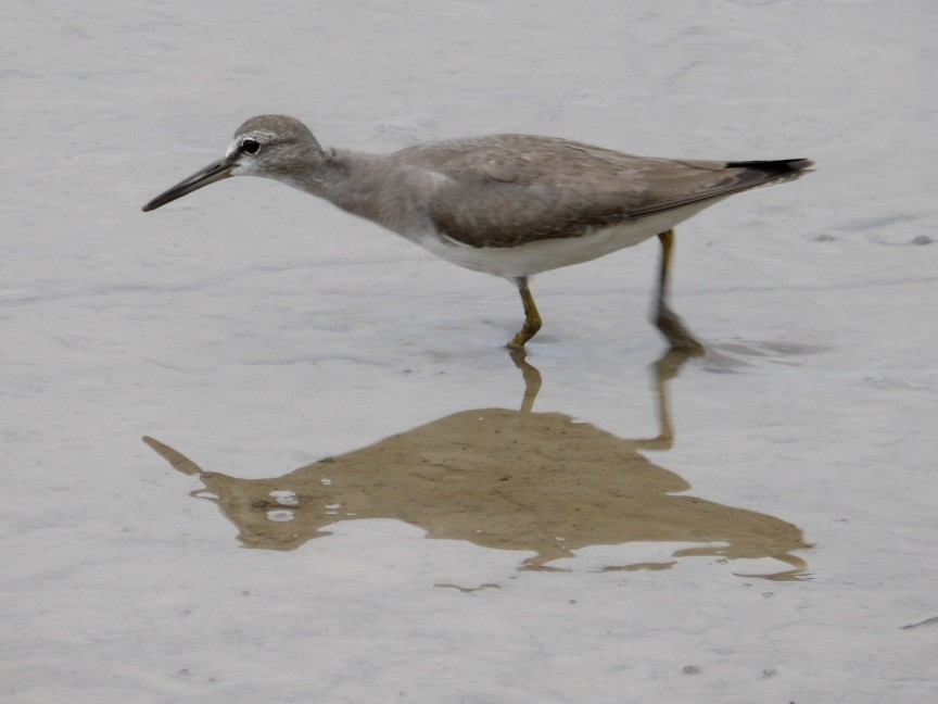 ביצנית אפורת-זנב - ML645196661