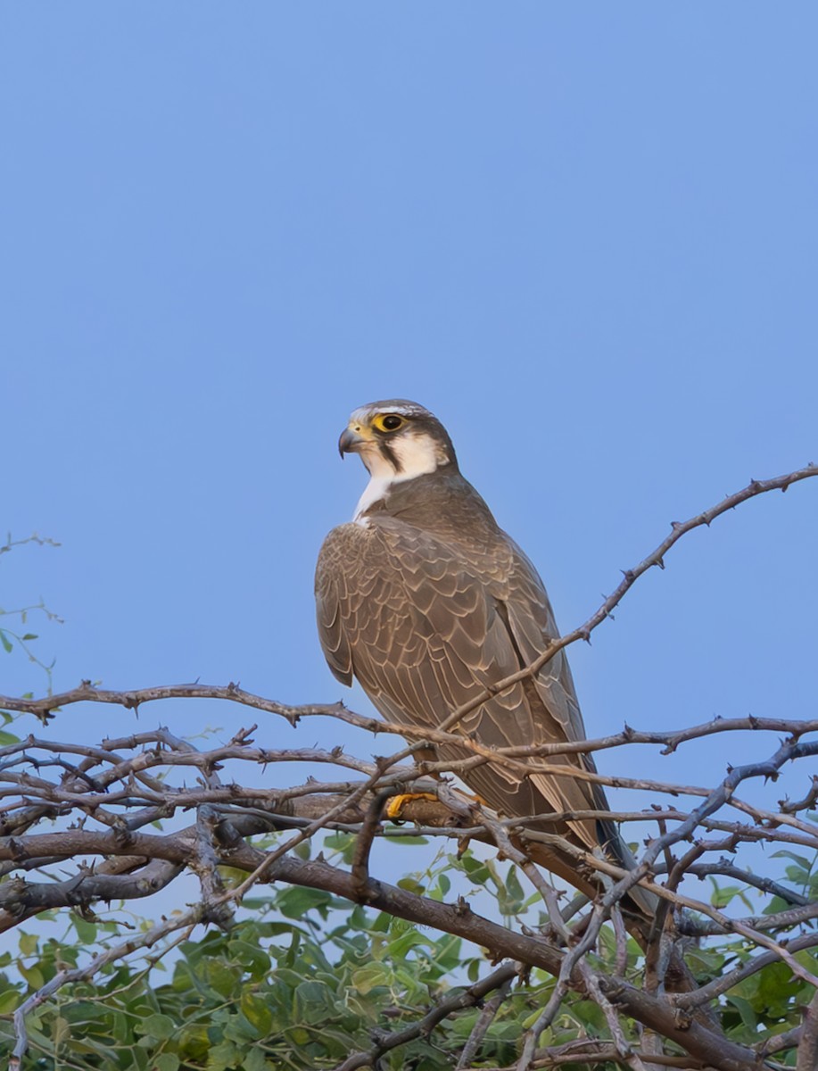 Falco laggar - ML645196665