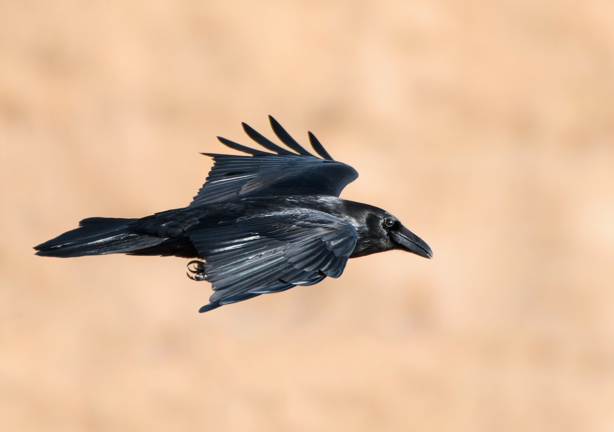 Erroi handia - ML645196666