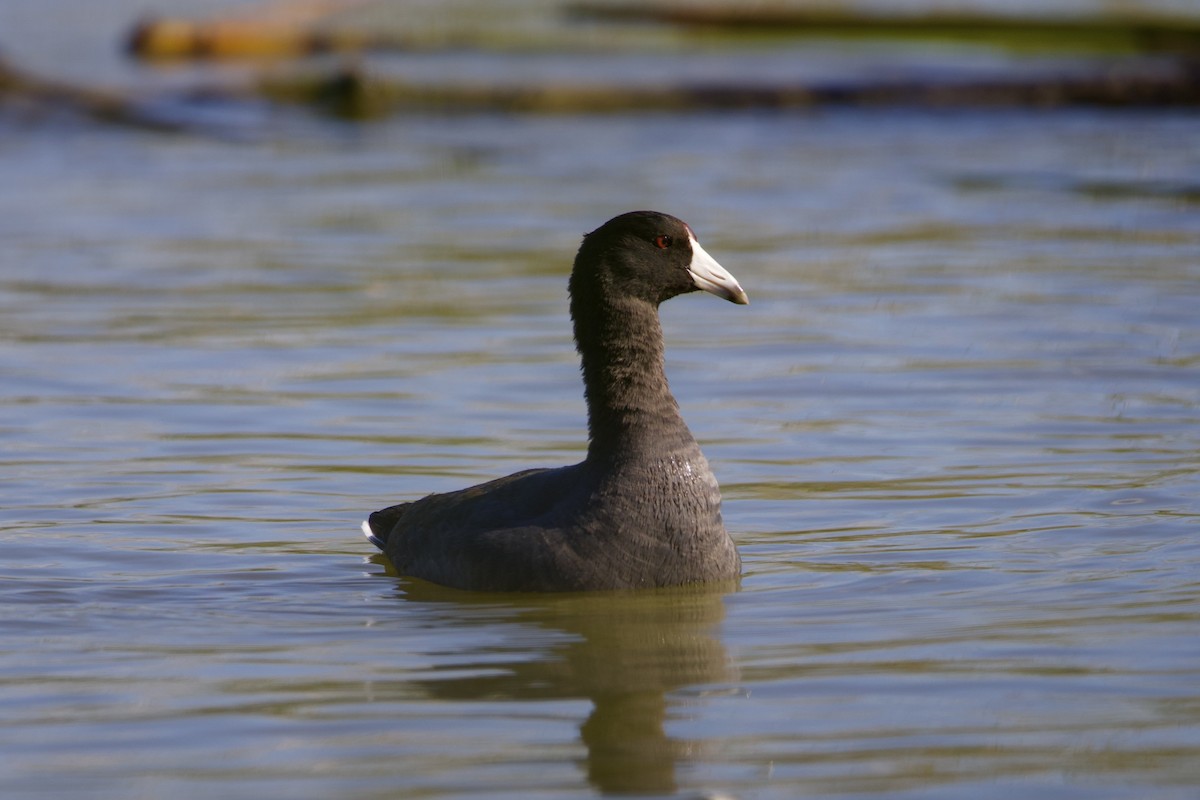 American Coot - ML645196668