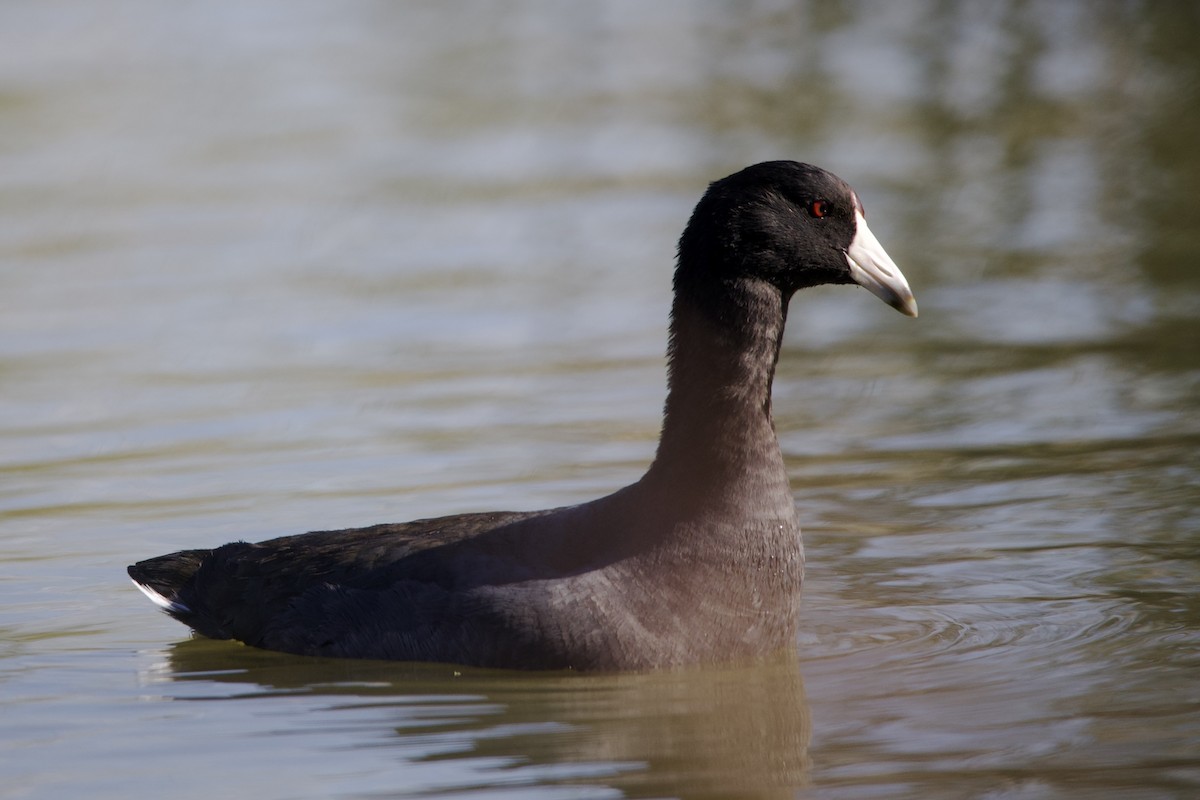American Coot - ML645196669