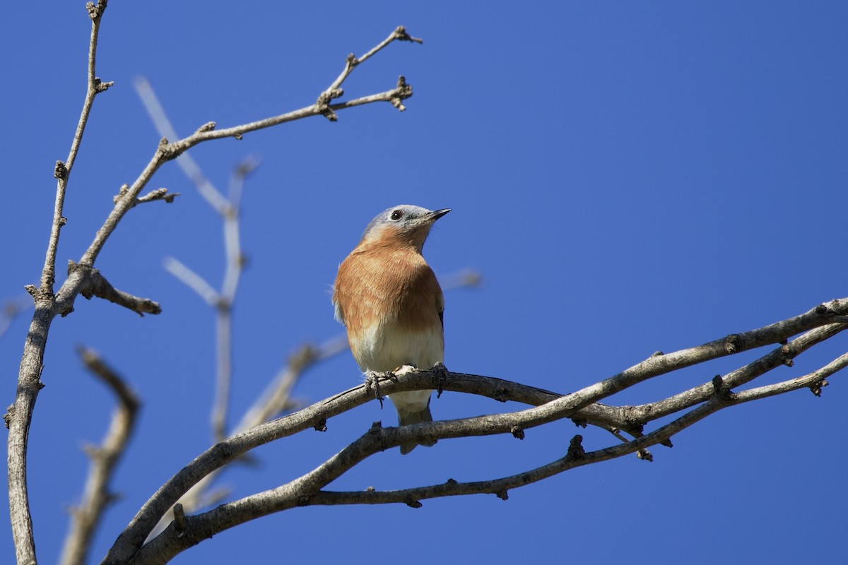 Eastern Bluebird - ML645196671