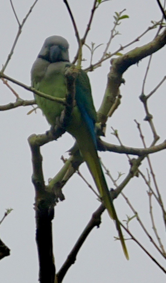 Malabar Parakeet - ML645196673