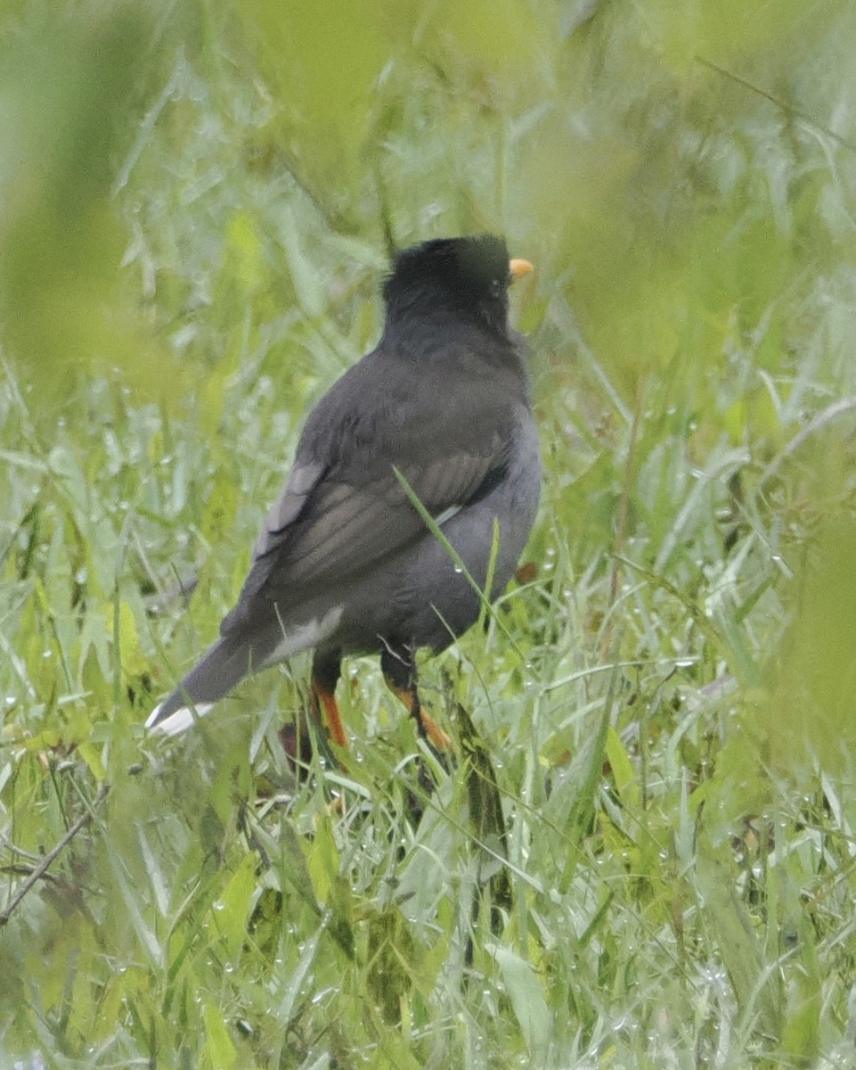 Jungle Myna - ML645196681