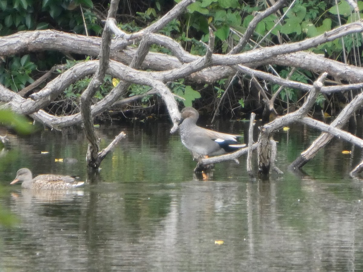 snadderand - ML645196685