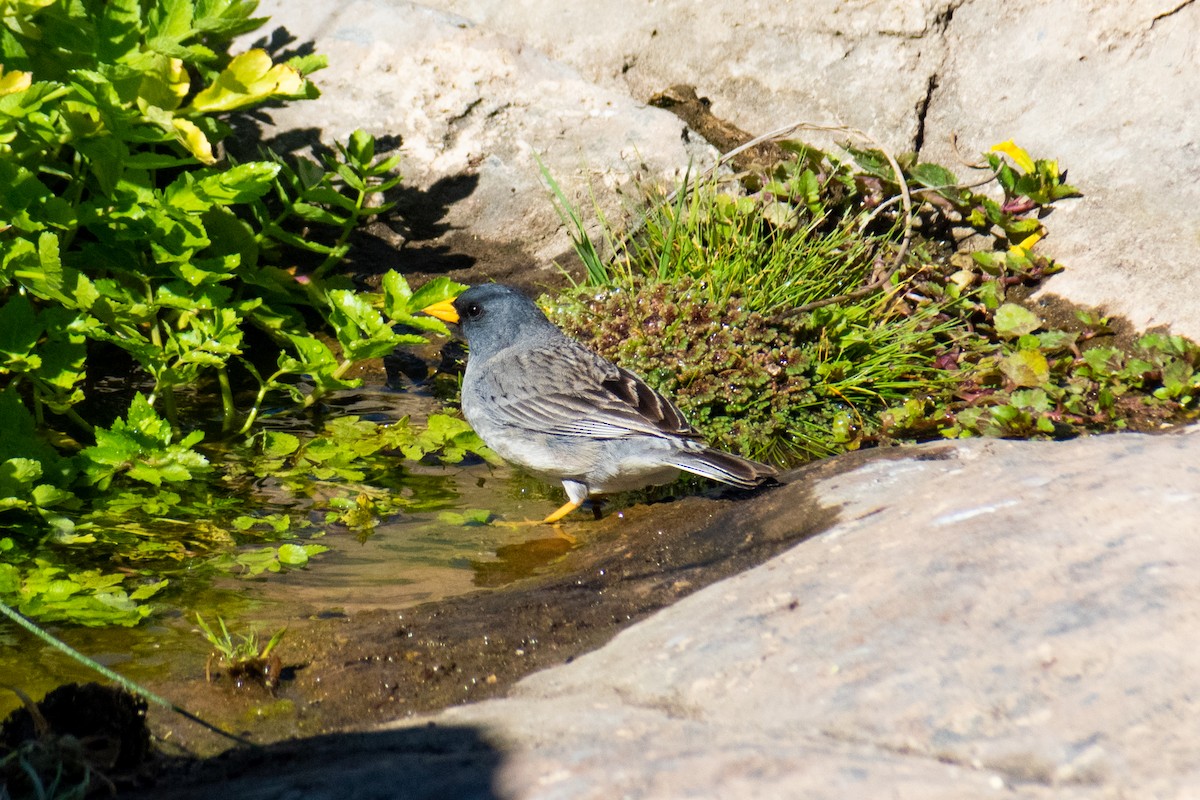 Band-tailed Sierra Finch - ML645196710