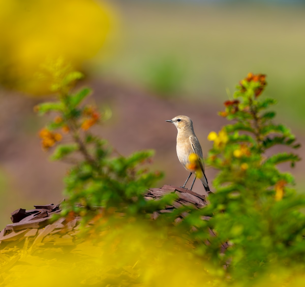 Isabelline Wheatear - ML645196711