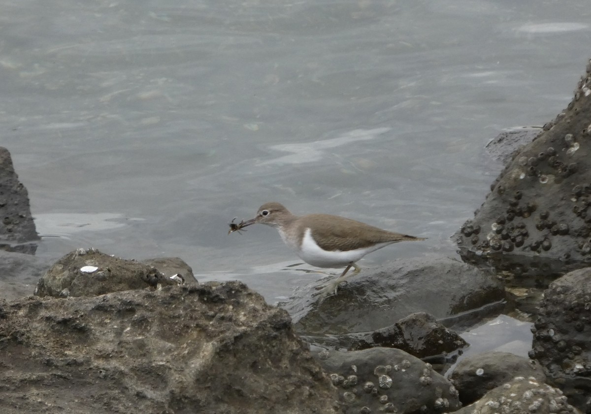 strandsnipe - ML645196714