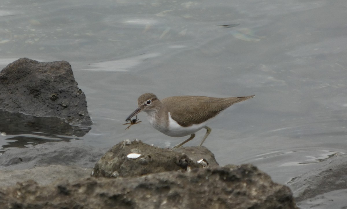 strandsnipe - ML645196715