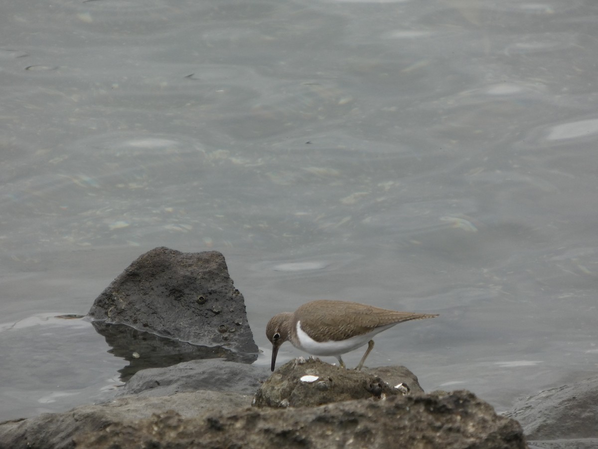 strandsnipe - ML645196716