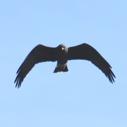 Snail Kite - ML645196717
