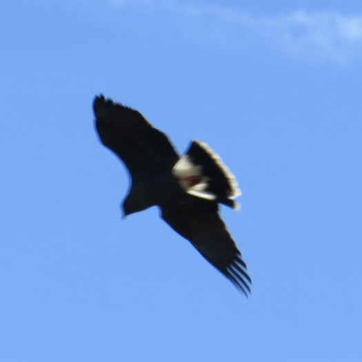 Snail Kite - ML645196718