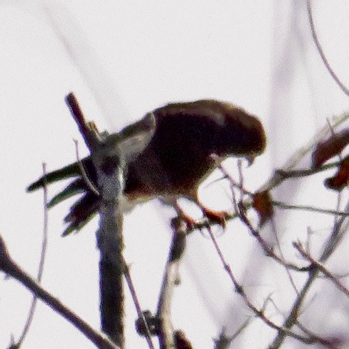 Snail Kite - ML645196719