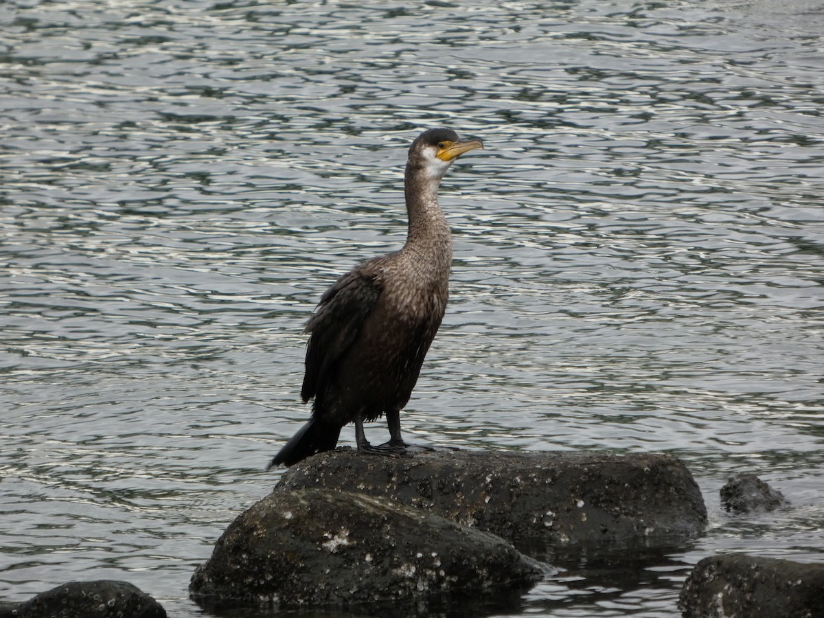 japanskarv - ML645196738