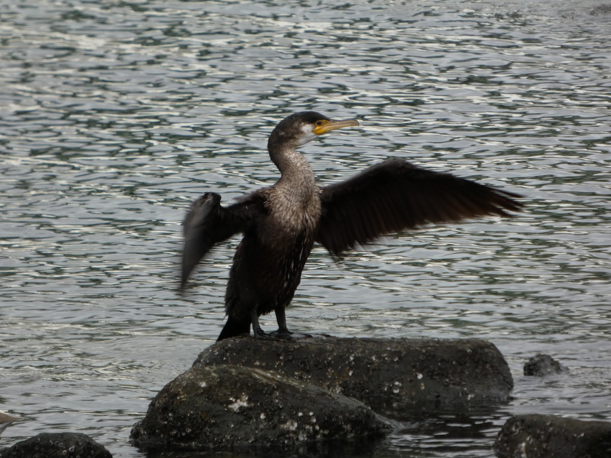 japanskarv - ML645196739