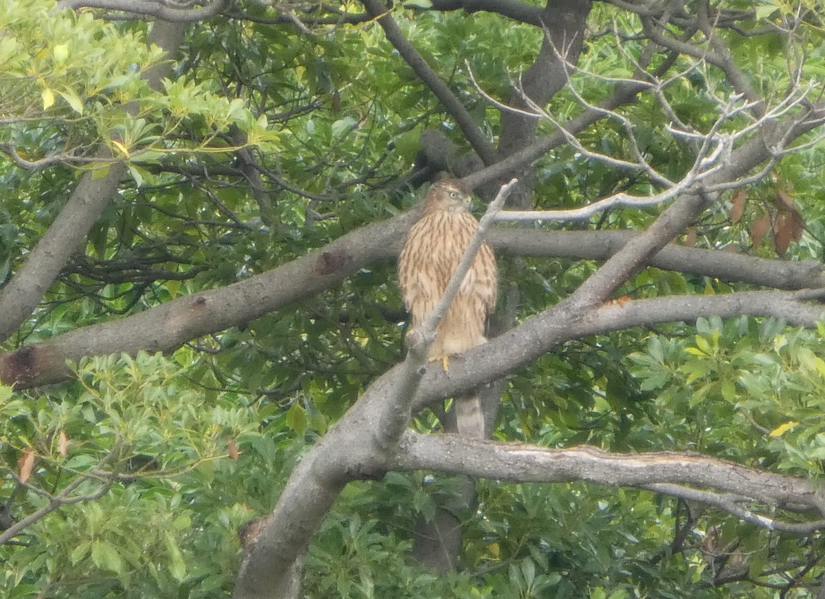 hønsehauk - ML645196740