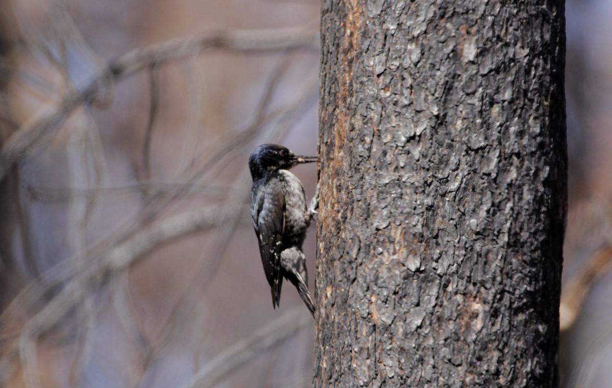 Black-backed Woodpecker - ML645196741