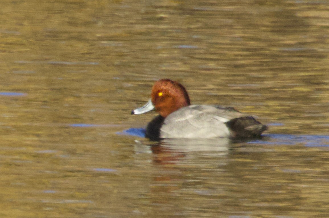 Redhead - ML645196742