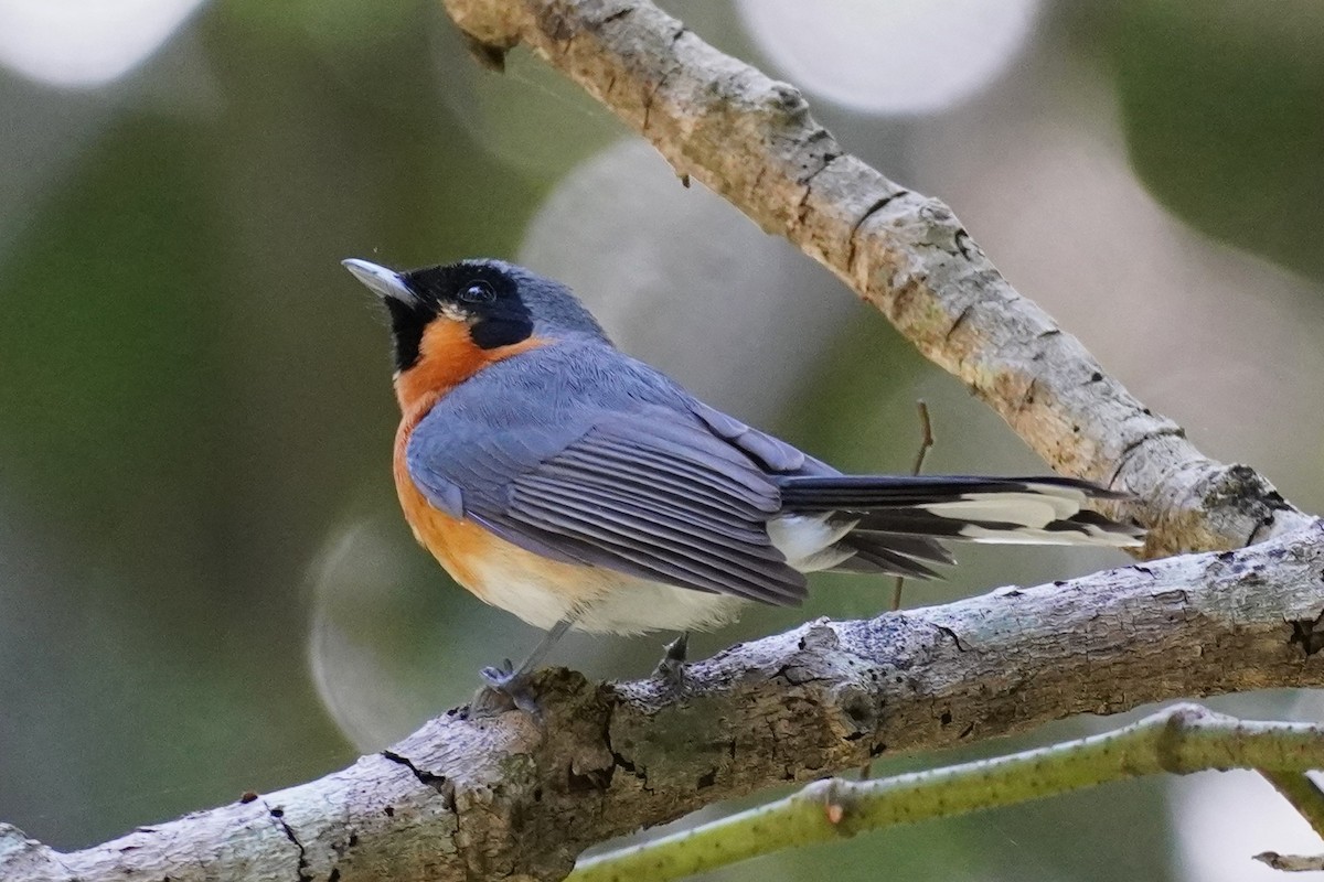 rødbrystmonark - ML645196743