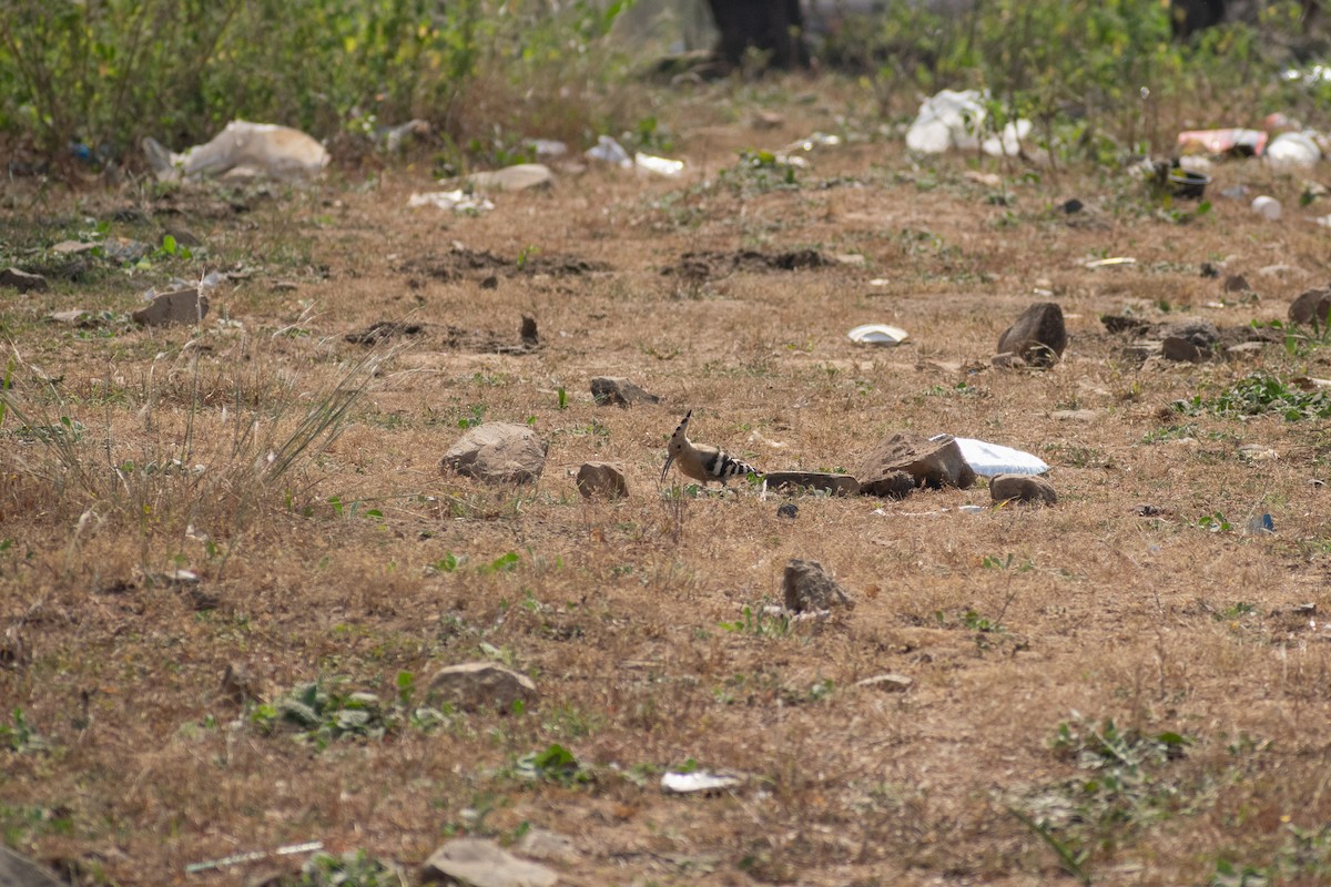 hærfugl - ML645196746