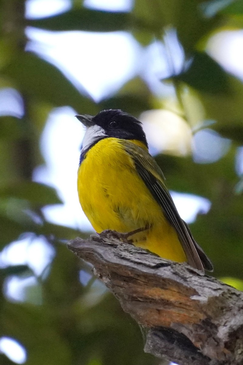 gullplystrer - ML645196748