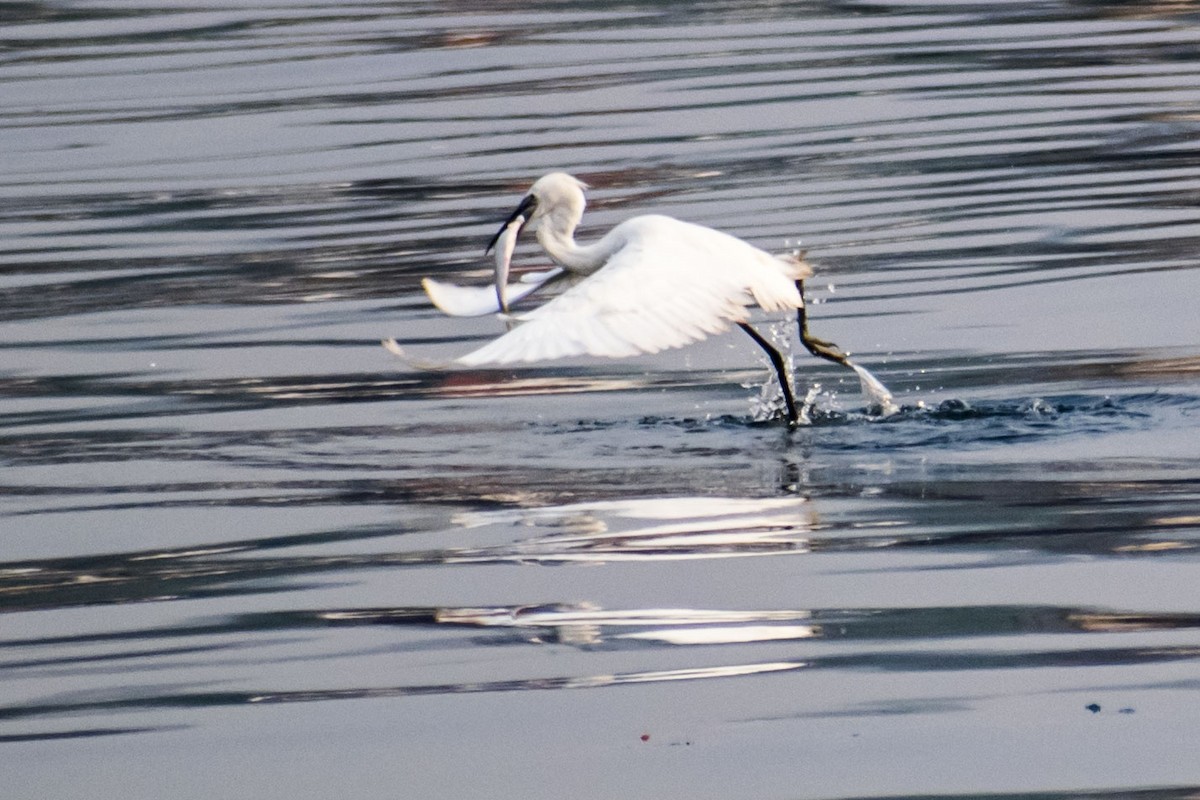 silkehegre - ML645196749