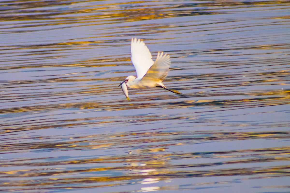 silkehegre - ML645196750