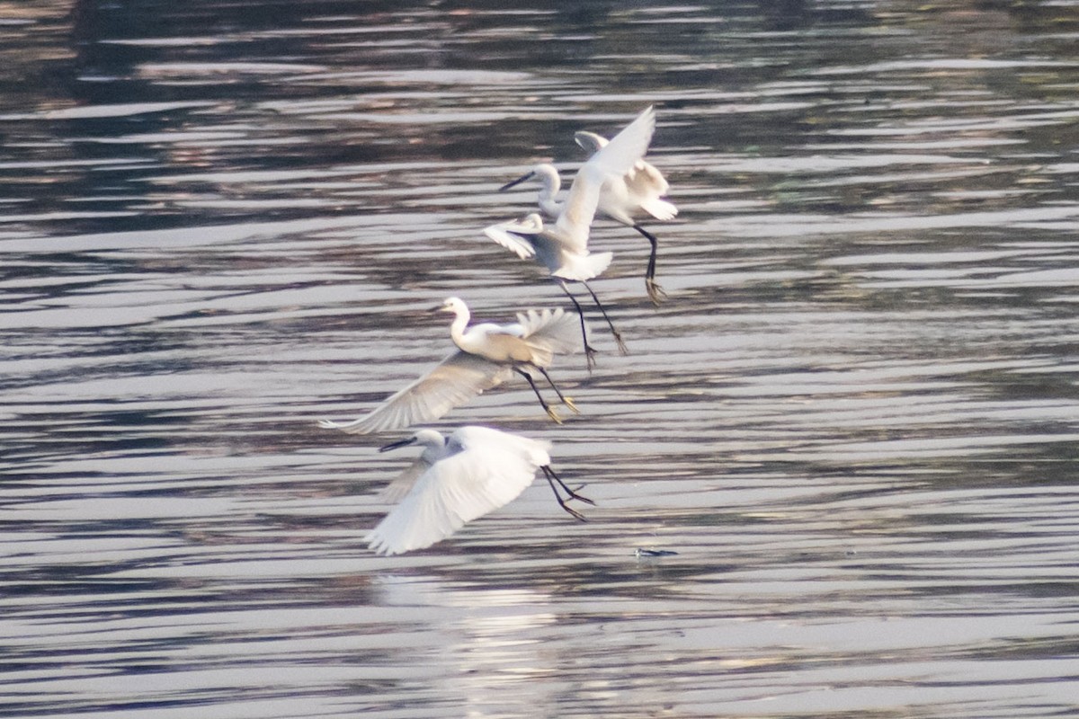 silkehegre - ML645196751