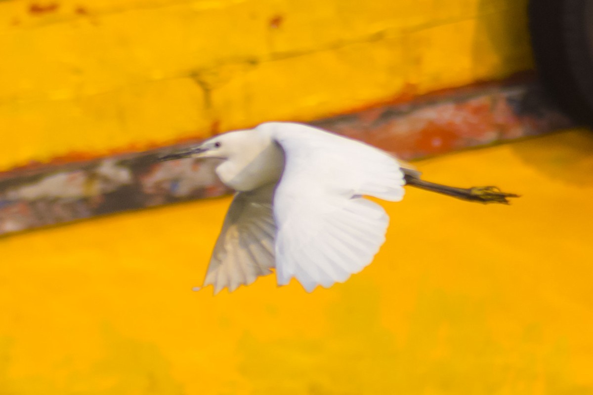 silkehegre - ML645196752