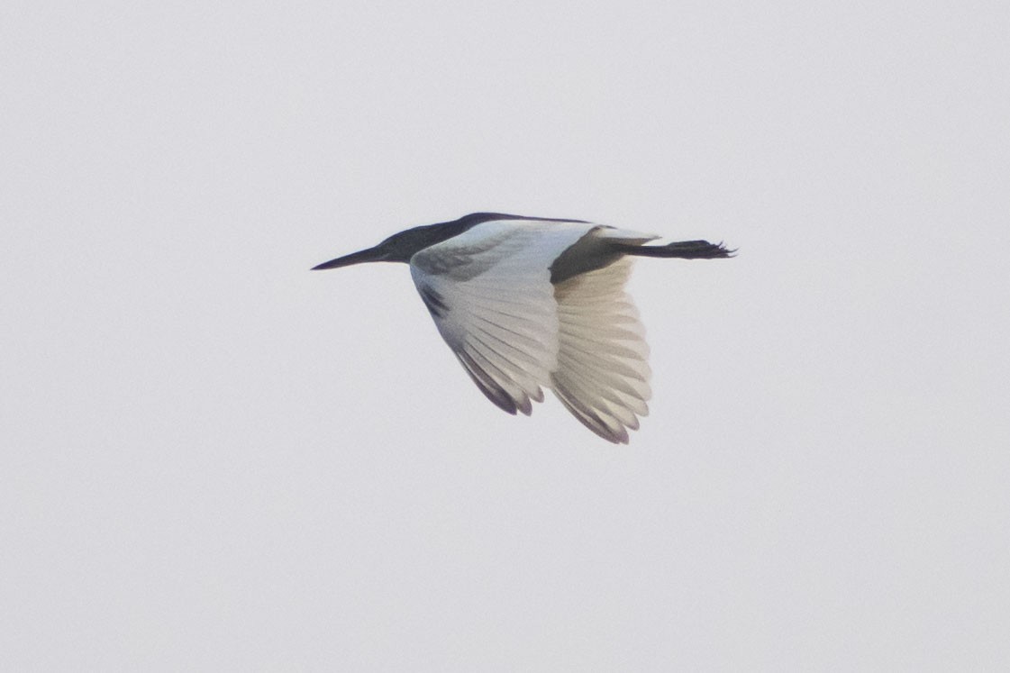 mangrovehegre - ML645196753