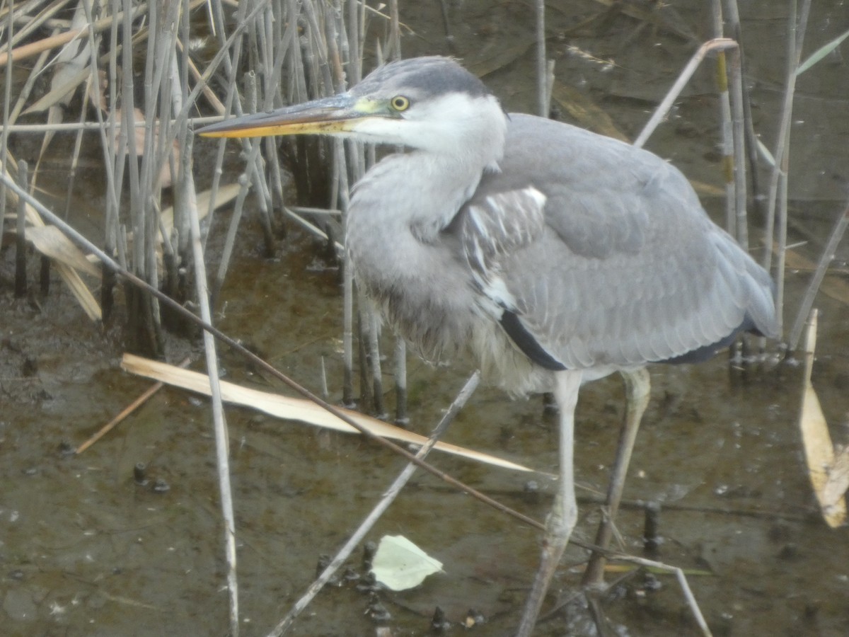 gråhegre - ML645196754