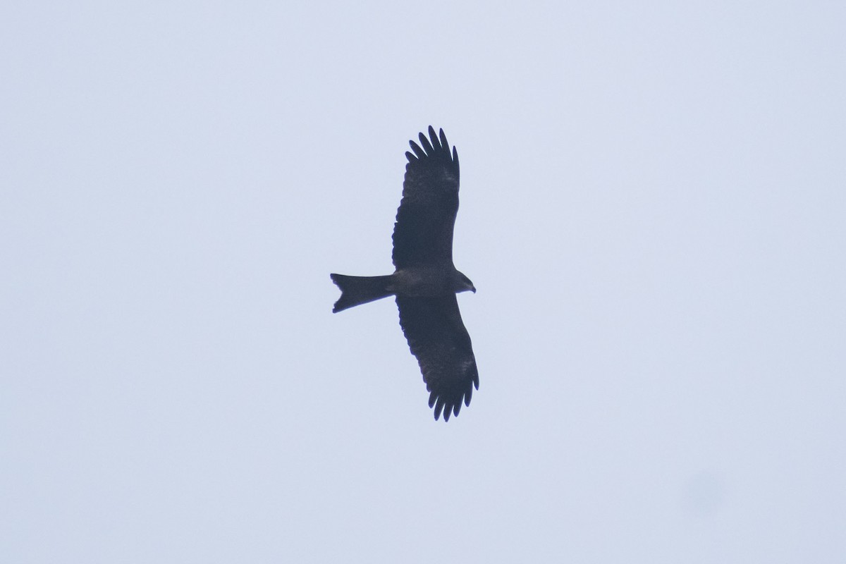 svartglente - ML645196755