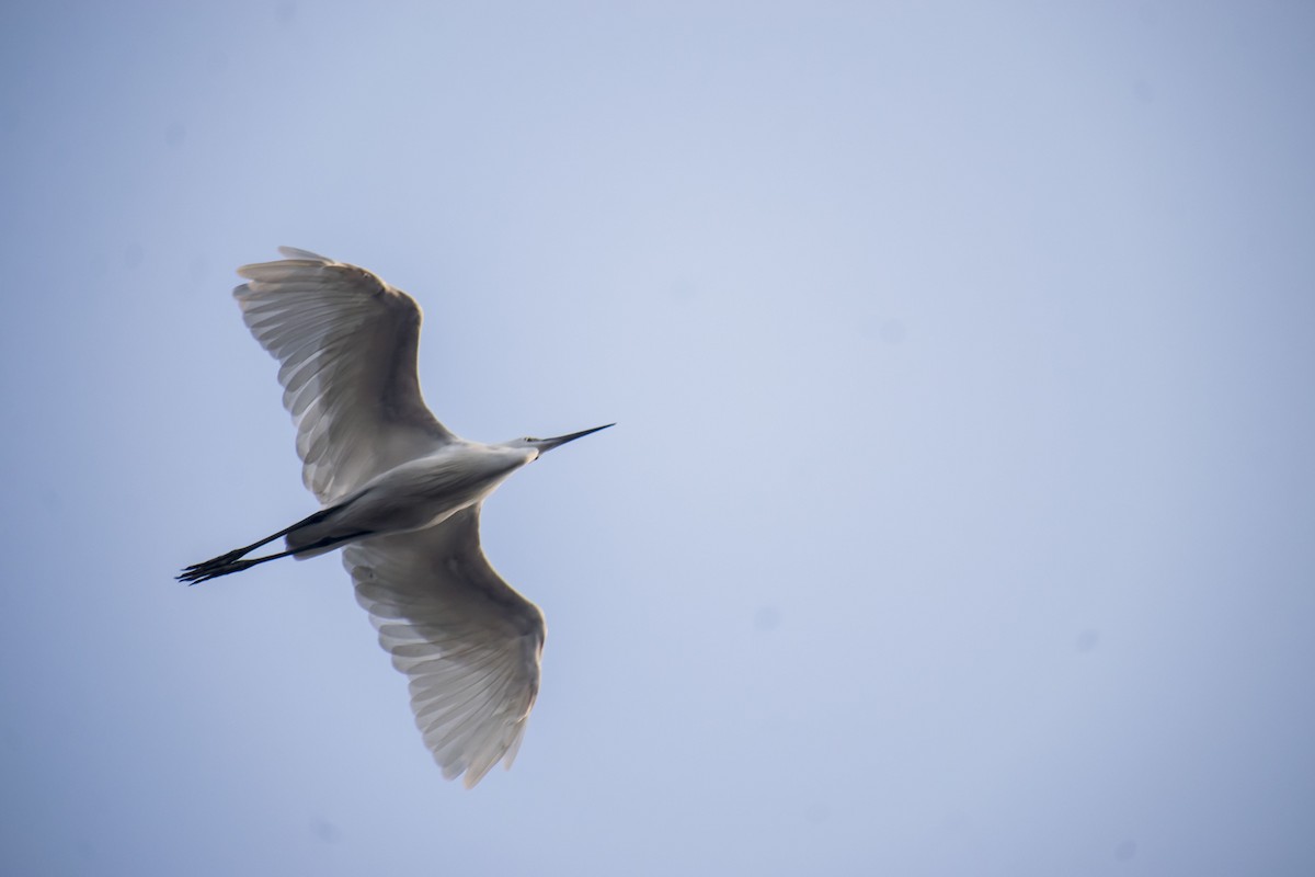 bøffelhegre - ML645196756