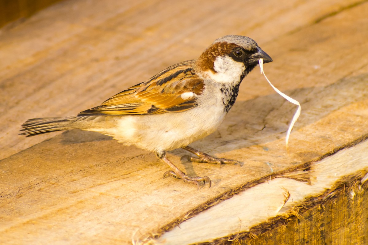 gråspurv - ML645196758