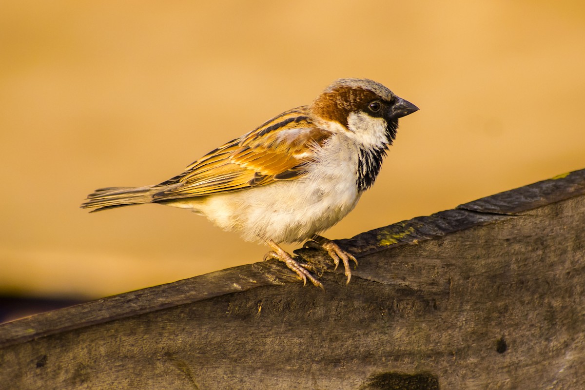 gråspurv - ML645196759