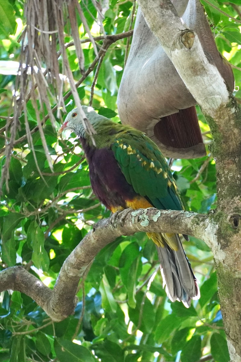 bispefruktdue - ML645196764