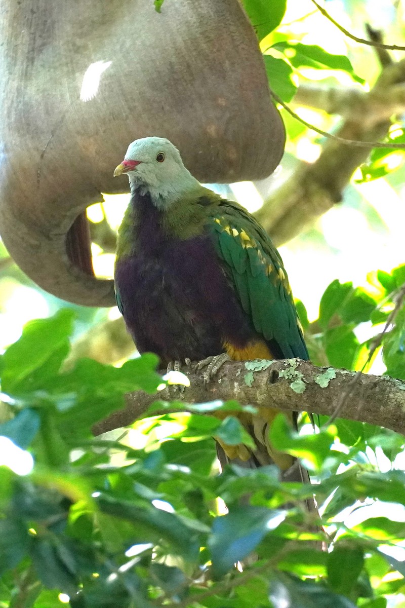 bispefruktdue - ML645196765