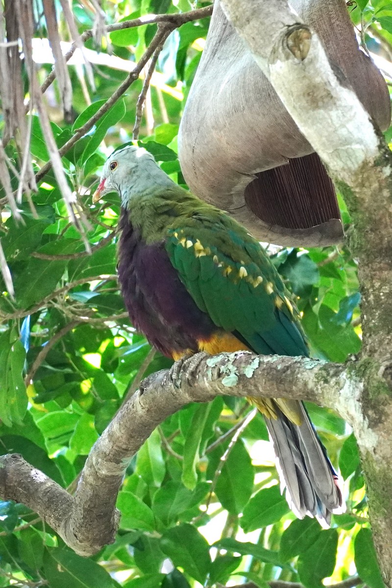 bispefruktdue - ML645196766