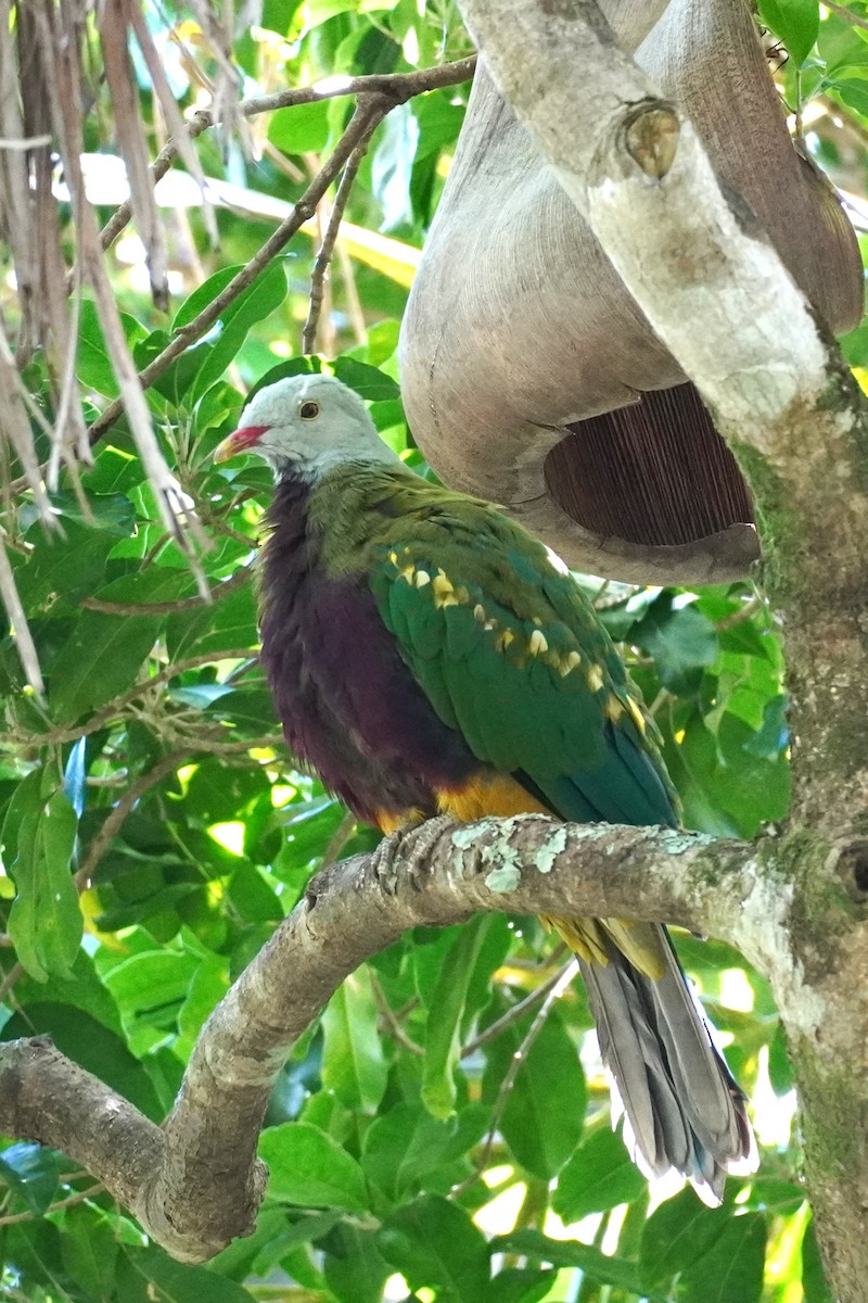 bispefruktdue - ML645196767